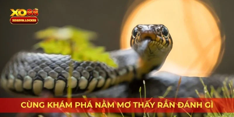 Cùng khám phá nằm mơ thấy rắn đánh gì