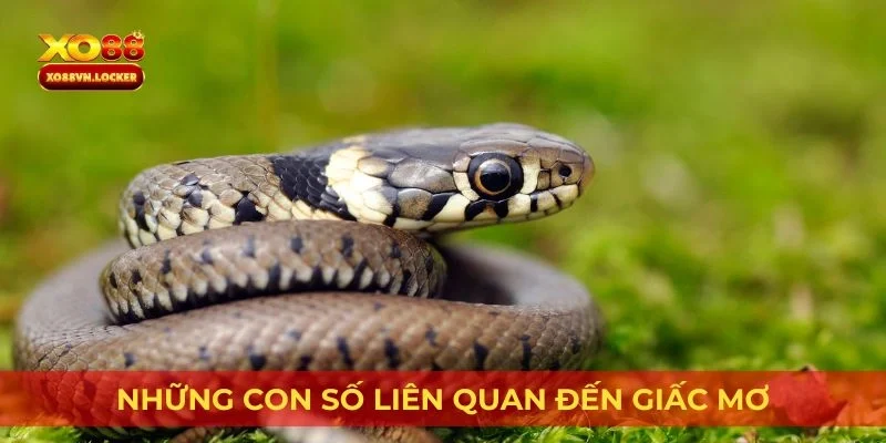 Những con số liên quan đến giấc mơ